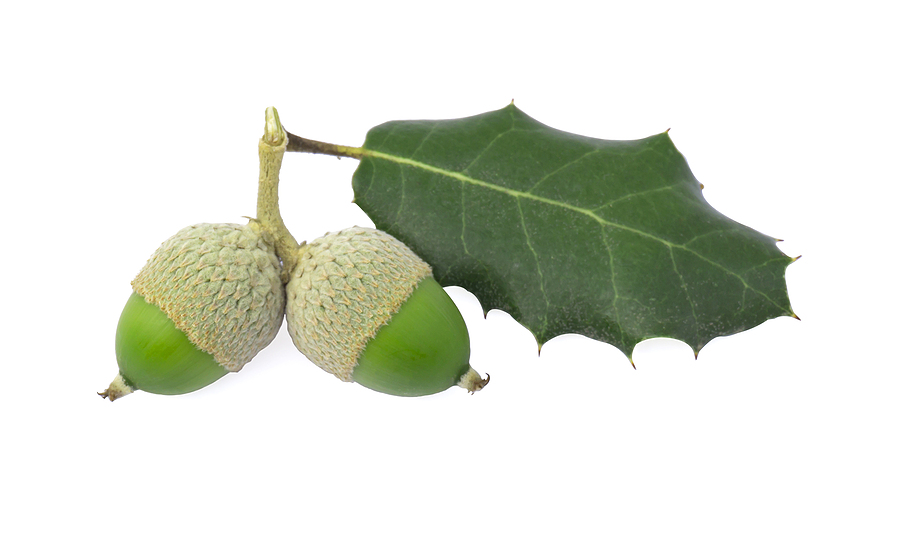 Bunch of Holm oak or Holly oak tree, branches dark glossy green spiked leafs with acorns or raw fruits isolated and die cut on white background with clipping path